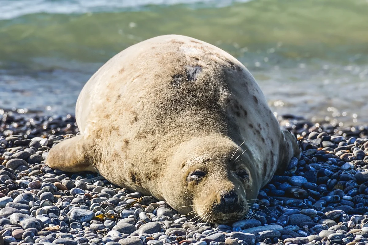The World's Most Intense Mating Rituals: Meet the Planet's Most Energetic Species