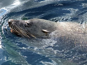 The World's Most Intense Mating Rituals: Meet the Planet's Most Energetic Species - image 3