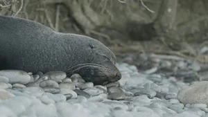 The World's Most Intense Mating Rituals: Meet the Planet's Most Energetic Species - image 1