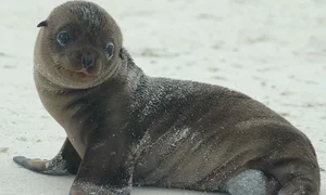 The World's Most Intense Mating Rituals: Meet the Planet's Most Energetic Species - image 6