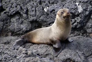 The World's Most Intense Mating Rituals: Meet the Planet's Most Energetic Species - image 4
