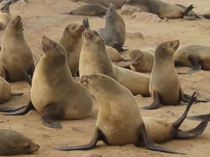 The World's Most Intense Mating Rituals: Meet the Planet's Most Energetic Species - image 5