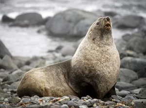 The World's Most Intense Mating Rituals: Meet the Planet's Most Energetic Species - image 2