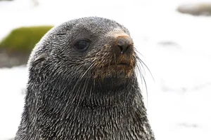 The World's Most Intense Mating Rituals: Meet the Planet's Most Energetic Species - image 7