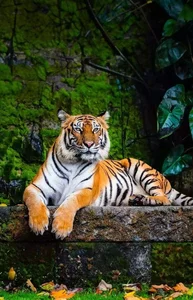 129+ Stunning Tiger Images Capturing the Raw Power of the Wild - image 5