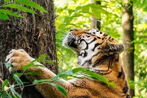 Unveiling the Forest's Secret Chemical Weapons and Their Mysterious Creators - image 3