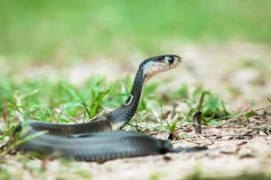 The Shocking Truth About the Most Common Cobra Species Found in Vietnam - image 7