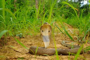 The Shocking Truth About the Most Common Cobra Species Found in Vietnam - image 6