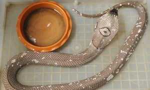 The Shocking Truth About the Most Common Cobra Species Found in Vietnam - image 1