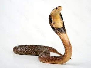The Shocking Truth About the Most Common Cobra Species Found in Vietnam - image 8