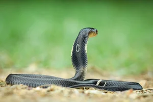 The Shocking Truth About the Most Common Cobra Species Found in Vietnam - image 4