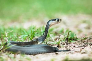 The Shocking Truth About the Most Common Cobra Species Found in Vietnam - image 0