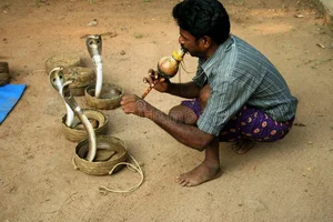 The Shocking Truth About the Most Common Cobra Species Found in Vietnam - image 3