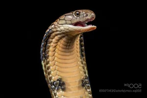 The Shocking Truth About the Most Common Cobra Species Found in Vietnam - image 5