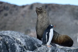 The Science Behind Blood Falls: Antarctica’s Crimson Wonder and Its Subglacial Secrets - image 8