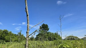 The Reality of Ha Anh Tuan’s Reforestation Project in Da Nang After Four Years - image 5