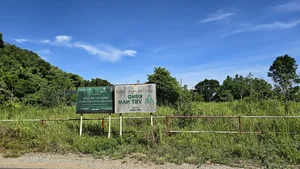 The Reality of Ha Anh Tuan’s Reforestation Project in Da Nang After Four Years - image 0