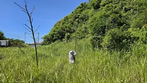 The Reality of Ha Anh Tuan’s Reforestation Project in Da Nang After Four Years - image 3