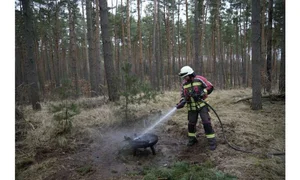 Advanced AI Shield Tech Revolutionizes Early Forest Fire Detection Globally - image 2