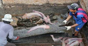 Ten Catfish Lead Archaeologists to a Mind-Blowing Ancient Tomb Discovery - image 4
