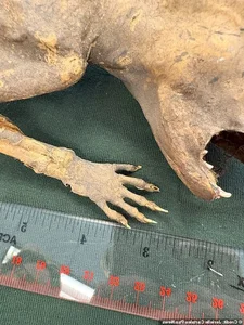 Decoding the Mystery of the Capacabra Monster Mummy - image 2