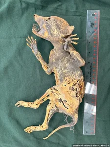Decoding the Mystery of the Capacabra Monster Mummy - image 7