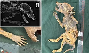 Decoding the Mystery of the Capacabra Monster Mummy - image 1