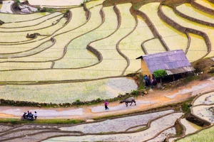 Capturing the Highlands: Vietnam's Nature and People Through Chieu Xuan's Lens - image 10