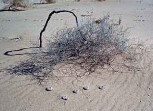 Cynomorium Coccineum: The Rare Parasitic Plant of the Desert - image 1