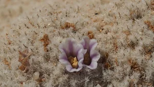 Cynomorium Coccineum: The Rare Parasitic Plant of the Desert - image 0