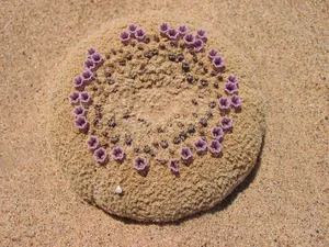 Cynomorium Coccineum: The Rare Parasitic Plant of the Desert - image 3