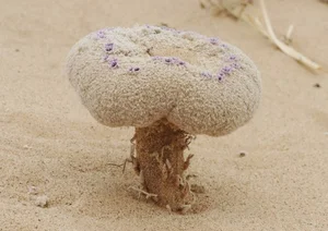 Cynomorium Coccineum: The Rare Parasitic Plant of the Desert - image 6
