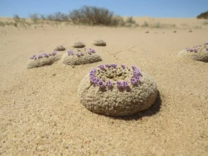 Cynomorium Coccineum: The Rare Parasitic Plant of the Desert - image 4