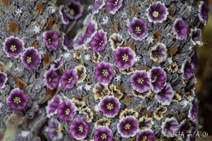 Cynomorium Coccineum: The Rare Parasitic Plant of the Desert - image 8