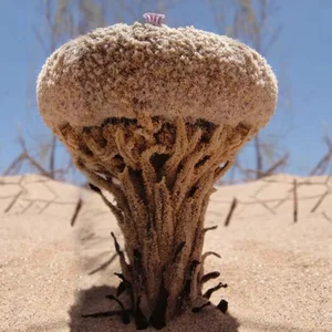 Cynomorium Coccineum: The Rare Parasitic Plant of the Desert - image 2