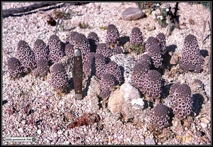 Cynomorium Coccineum: The Rare Parasitic Plant of the Desert - image 9