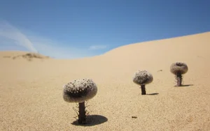 Cynomorium Coccineum: The Rare Parasitic Plant of the Desert - image 5