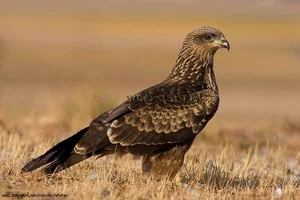 8 Fascinating Facts About Hawks in Vietnam You Didn't Know - image 7