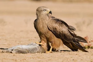 8 Fascinating Facts About Hawks in Vietnam You Didn't Know - image 0