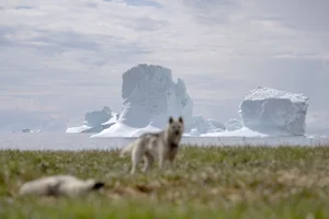 Greenland: Exploring the Majestic Beauty of the Land at the End of the World - image 1