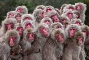 Fascinating Secrets of the Japanese Macaque: Japan's Iconic Snow Monkeys - image 0