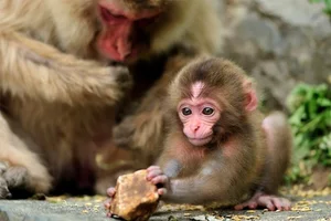 Fascinating Secrets of the Japanese Macaque: Japan's Iconic Snow Monkeys - image 5