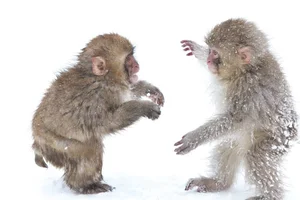 Fascinating Secrets of the Japanese Macaque: Japan's Iconic Snow Monkeys - image 8