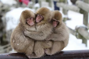 Fascinating Secrets of the Japanese Macaque: Japan's Iconic Snow Monkeys - image 3