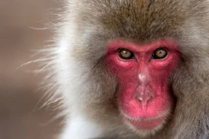 Fascinating Secrets of the Japanese Macaque: Japan's Iconic Snow Monkeys - image 4