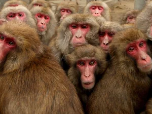 Fascinating Secrets of the Japanese Macaque: Japan's Iconic Snow Monkeys - image 7