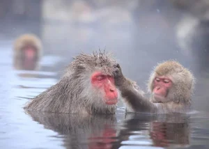 Fascinating Secrets of the Japanese Macaque: Japan's Iconic Snow Monkeys - image 2
