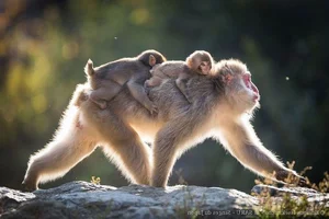Fascinating Secrets of the Japanese Macaque: Japan's Iconic Snow Monkeys - image 6