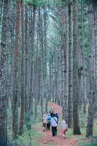 Exploring Da Lat’s Pine Forests: The Ultimate Wild Mushroom Hunting Experience - image 7