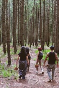 Exploring Da Lat’s Pine Forests: The Ultimate Wild Mushroom Hunting Experience - image 6